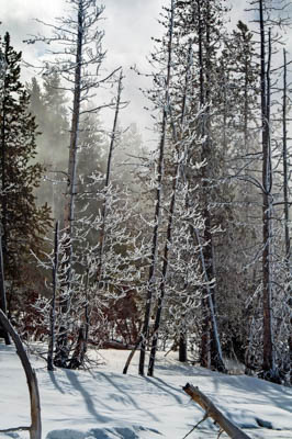 Photo Note Card: 
Forest shrouded in Winter Snow and Ice,  was taken  in the Fountain Paint Pots area in Lower Geyser Basin, Yellowstone National Park, Wyoming