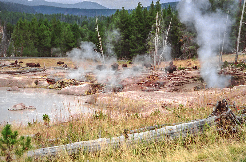 Photo Note Card: 
Bison Grazing amid Hot Springs and Geysers, Yellowstone National Park