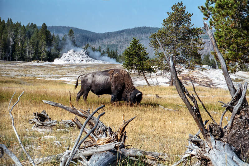 Photo Note Card: 
Bison Grazing near Castle Geyser, Yellowstone National Park