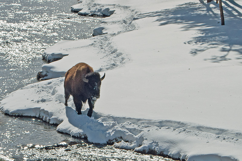 Photo Note Card: 
Bull Bison trudging along Firehole River in Winter, Yellowstone National Park