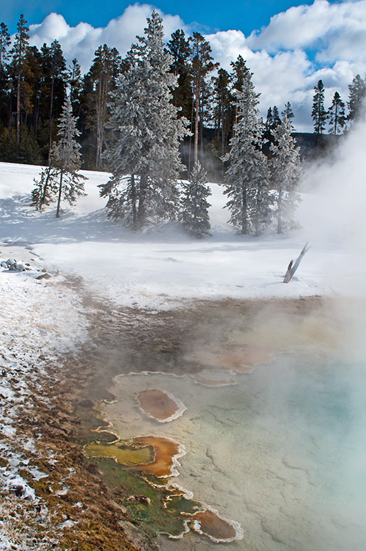 Photo Note Card: 
Evergreens covered with frozen steam and ice from the Celeste Pool Hot Spring at the Fountain Paint Pots in the Lower Geyser Basin, Yellowstone National Park