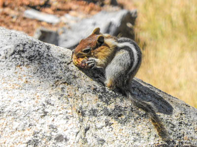 Photo Note Card: 
Golden Mantled Ground Squirrel eating a pine cone, along  a Glen Aulin hike in the Tuolomne Meadows, Yosemite National Park