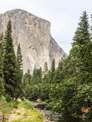 Photo Note Card: 
Looking up the Merced River to  El Capitan in Yosemite Valley, from the Valley floor, Yosemite National Park