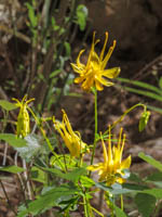 Photo Note Card: Columbine along river walk to the Narrows, Zion National Park, Utah

