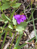 Photo Note Card:  
Spiderwort, Zion National Park, Utah
