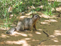 Photo Note Card:  
Rock Squirrel along Virgin River river trail walk, Zion National Park, Utah
